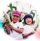 トウモロコシを収穫した子どもたちの写真